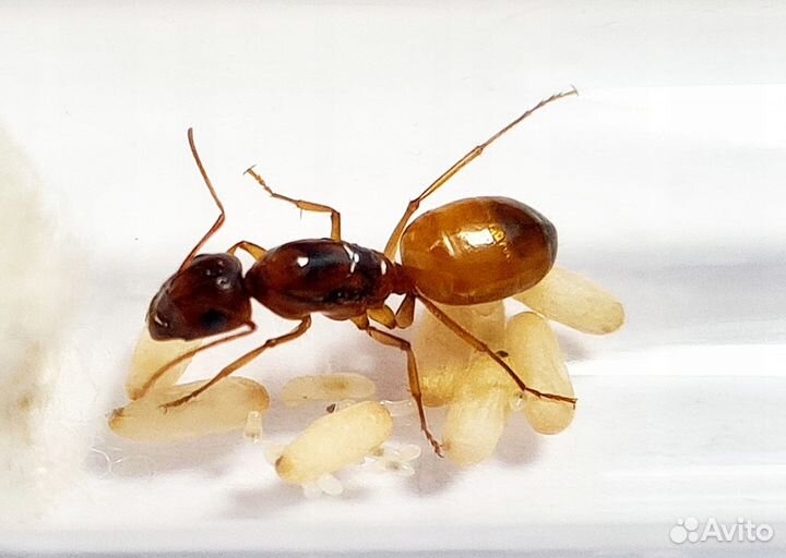 Camponotus fedtschenkoi федчи кампонотус федченкой