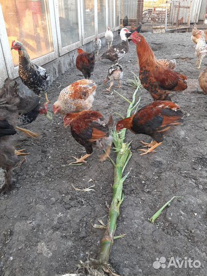 Гуси,утки,куры,петушки,цыплята Врама