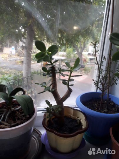 Крассула толстянка