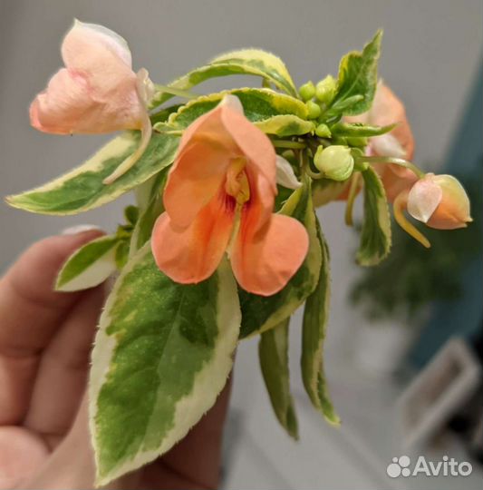 Ванька мокрый