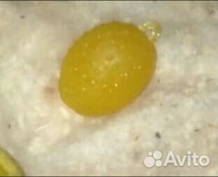 Елочные украшения малютка СССР