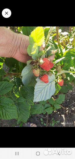 Саженцы малина гордость россии