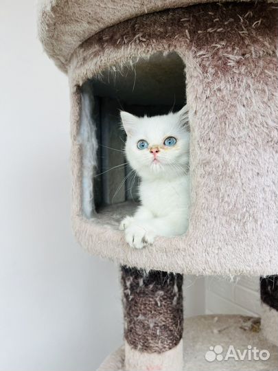 Котята британской золотой шиншиллы