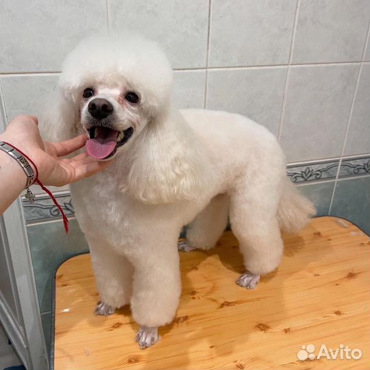 Груминг собак всех пород