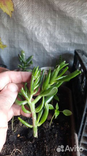 Крассула хоббит