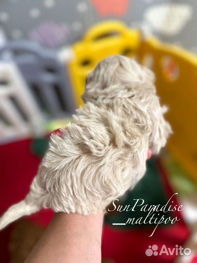 Тедди пудель девочка Китай