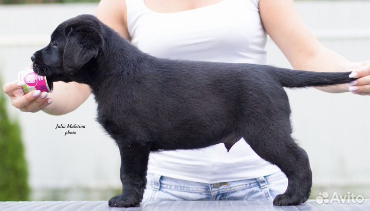 Щенки лабрадора