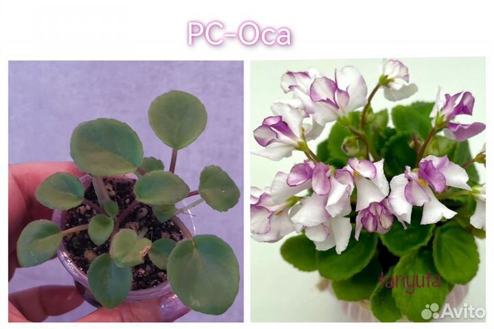 Детки мини фиалочек