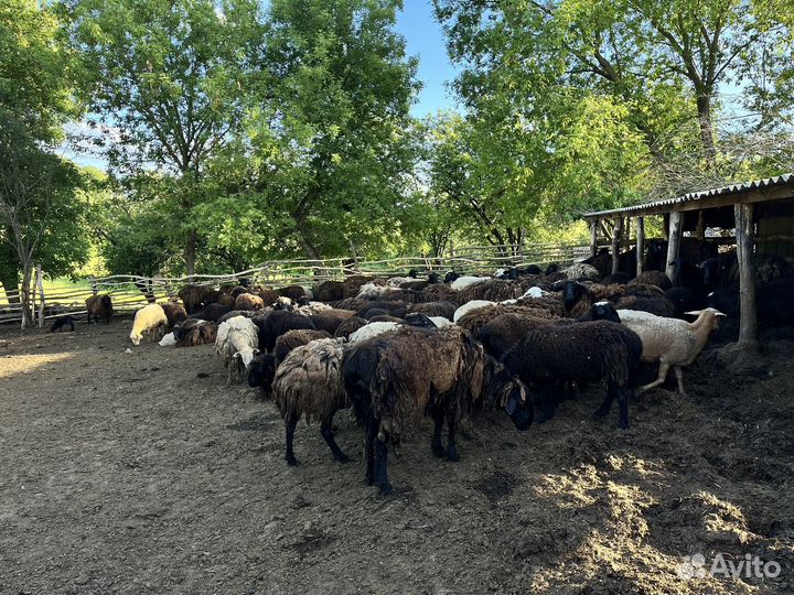 Продам баранов