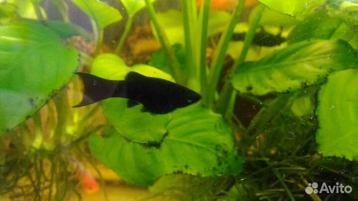 Моллинезия Черная