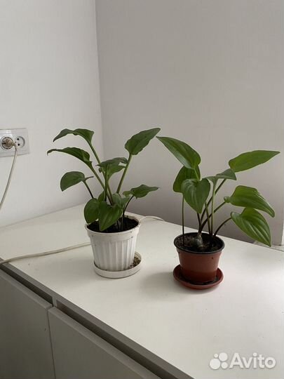 Продам цветы