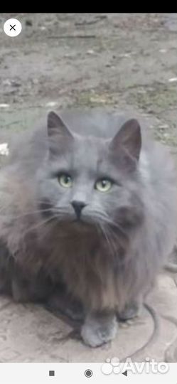 Кот