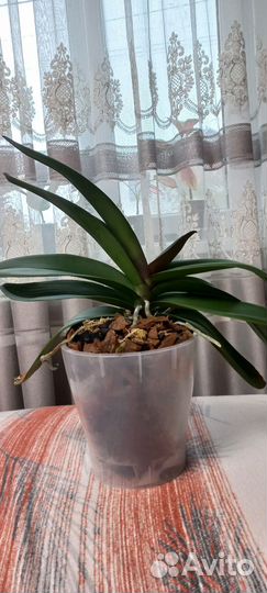 Орхидея фаленопсис