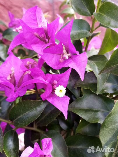 Брунгельвелия