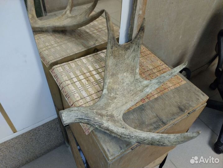 Рога разные