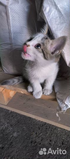 Котята в добрые руки бесплатно