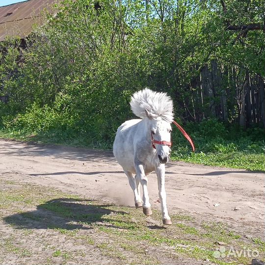 Лошадь пони