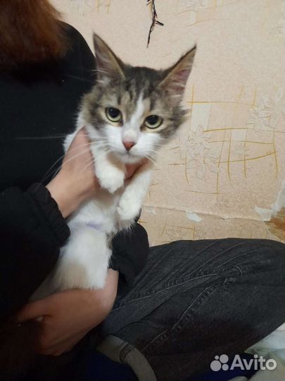 Кошка в дар бесплатно