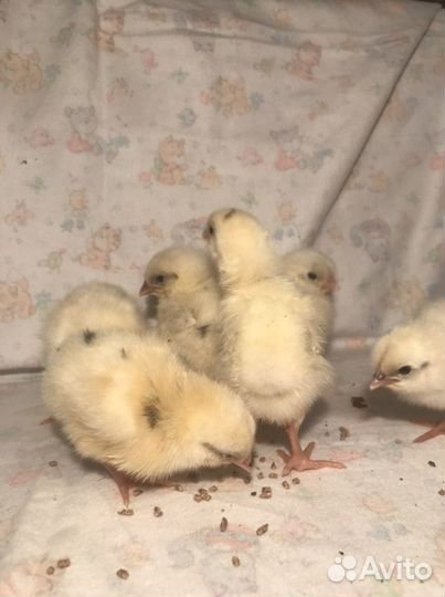 Цыплята несушки и Ухейилюй