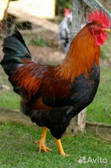 Петухи