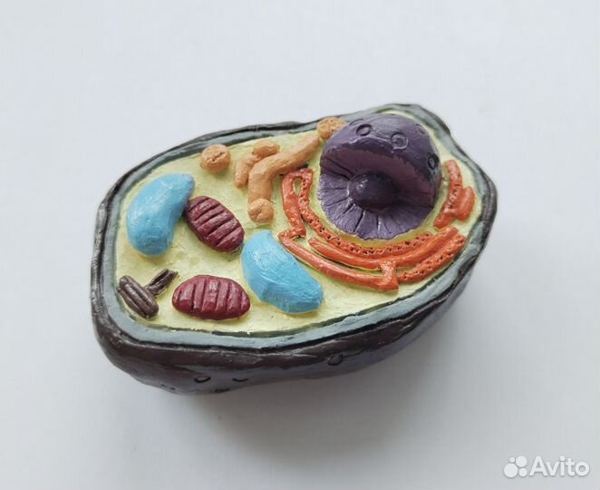 Модели всех типов клеток