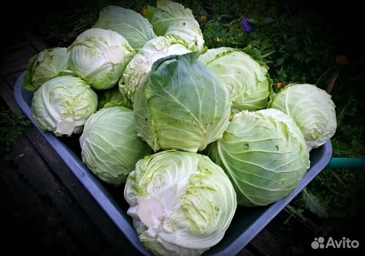 Капуста дачная
