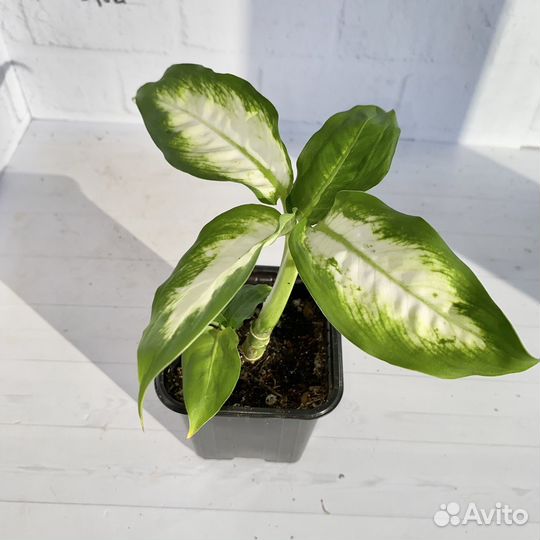 Диффенбахия камилла