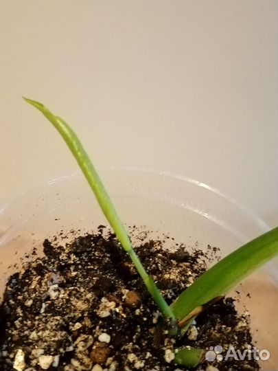 Монстера Делициоза