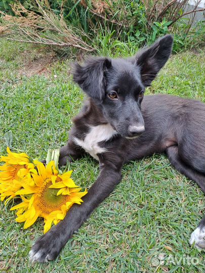 Собака в добрые руки щенок