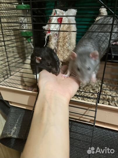 Декоративная крыса