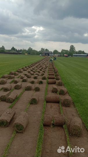 Рулонный газон