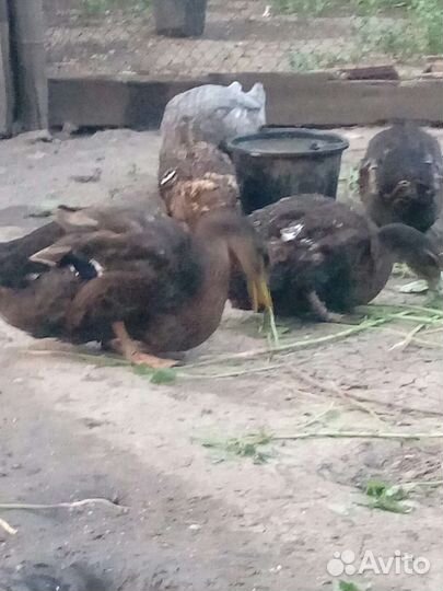 Руанская утка