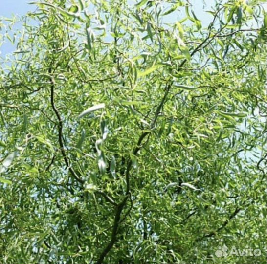 Ива Свердловская, извилистая