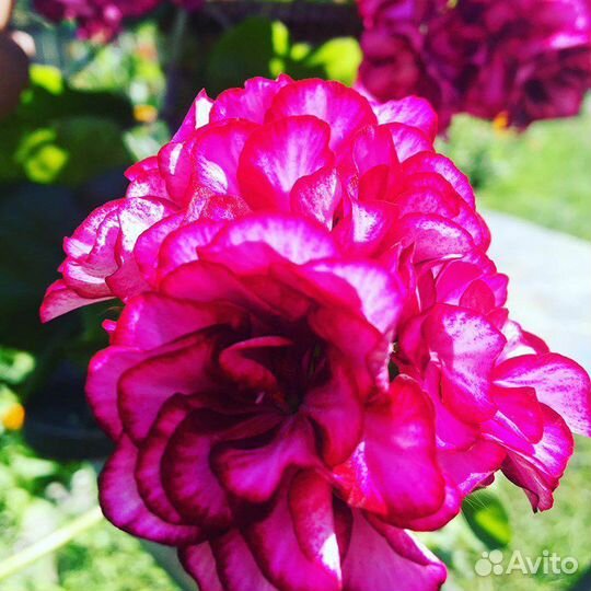 Герань (пеларгония)