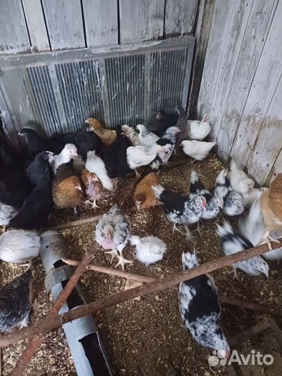 Куры молодки несушки