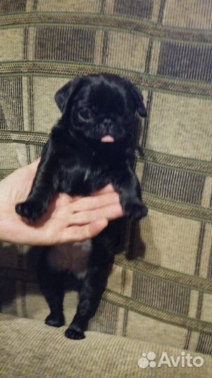 Щенки мопса