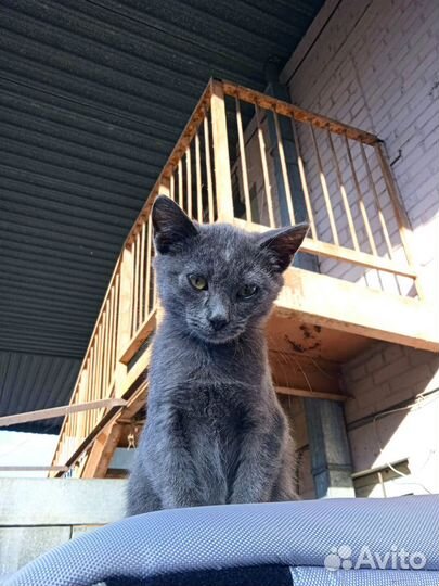 Котенок в дар