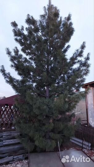 Кедр дерево