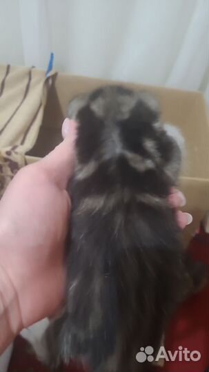Котята