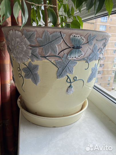 Фикус бенджамина 174 см