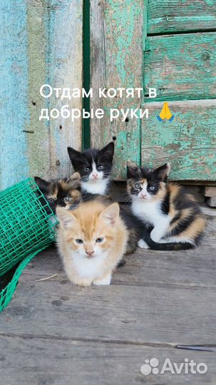 Котята в добрые руки
