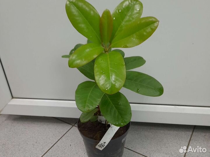 Рододендрон 