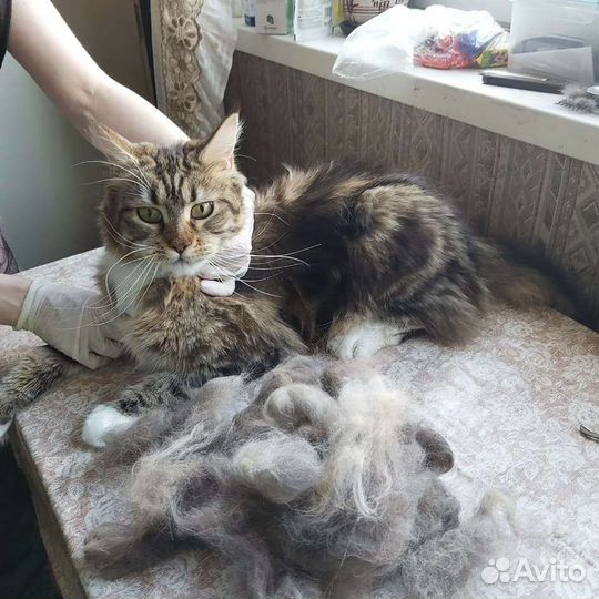 Стрижка/ Тримминг/ Экспресс линька собак и кошек