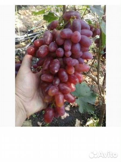 Саженцы винограда