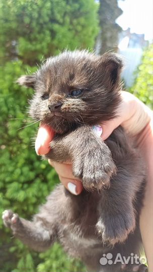 Котята мейн-кун