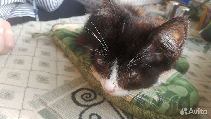 Котенок мальчик бесплатно