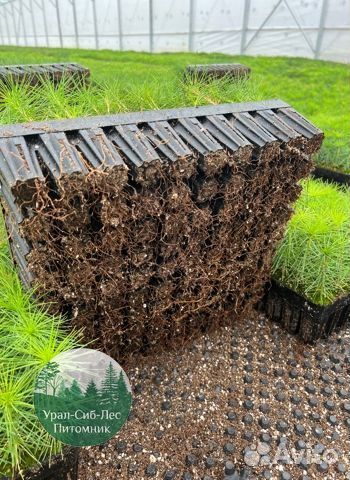 Сеянцы зкс Сосна окс Ель Лиственница Горная