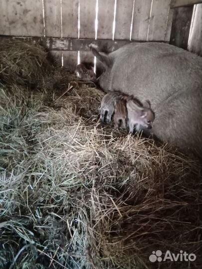 Свиньи, поросята