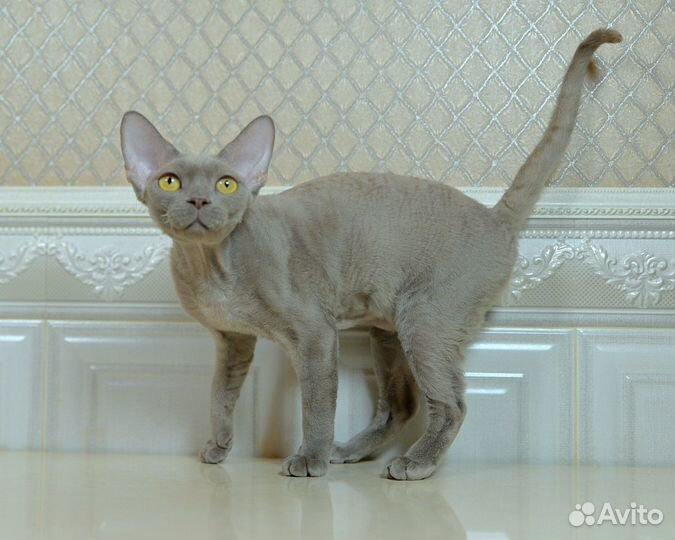 Лиловая Девон -рекс кошка