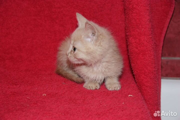 Рыжуля в поисках семьи